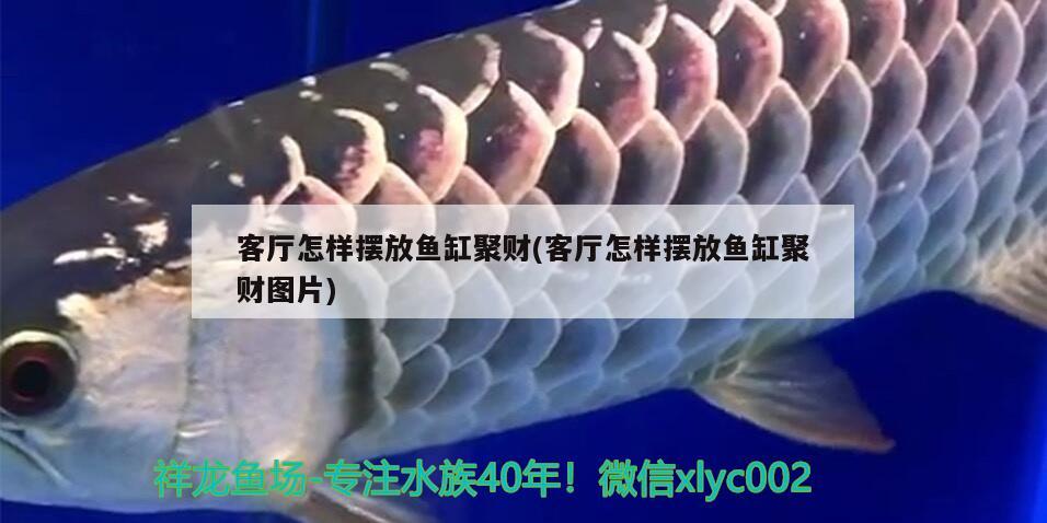 客廳怎樣擺放魚缸聚財(cái)(客廳怎樣擺放魚缸聚財(cái)圖片) 魚缸凈水劑