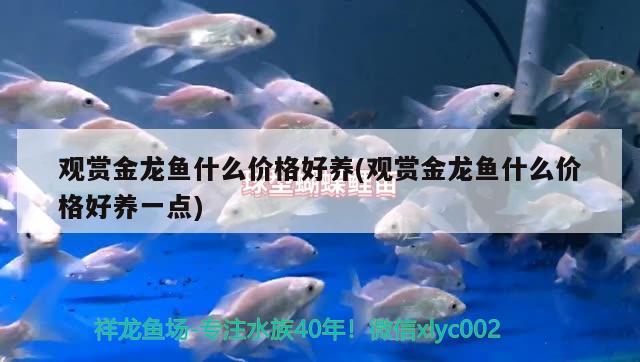 觀賞金龍魚什么價格好養(yǎng)(觀賞金龍魚什么價格好養(yǎng)一點(diǎn)) 喂食器