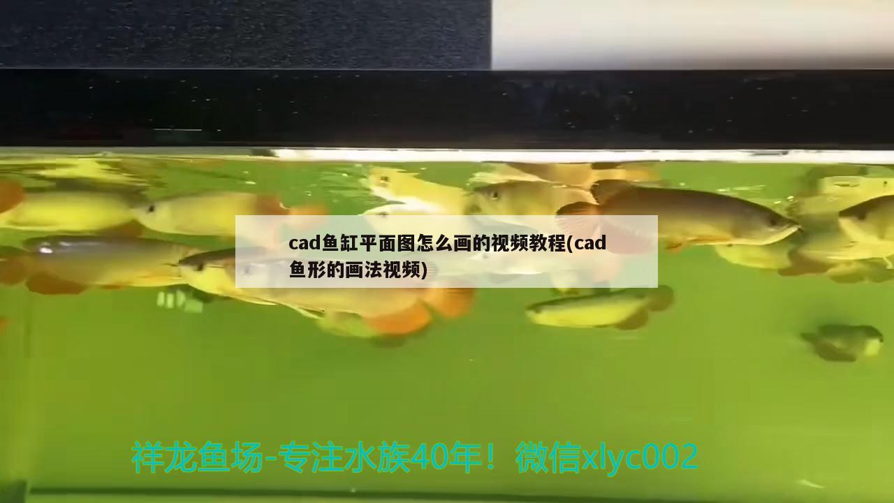 黃骨魚吃什么飼料：黃骨魚吃什么飼料最好 觀賞魚 第1張