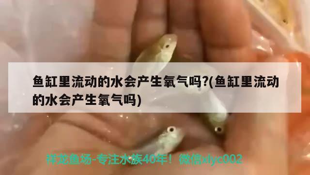 魚缸里流動(dòng)的水會(huì)產(chǎn)生氧氣嗎?(魚缸里流動(dòng)的水會(huì)產(chǎn)生氧氣嗎)