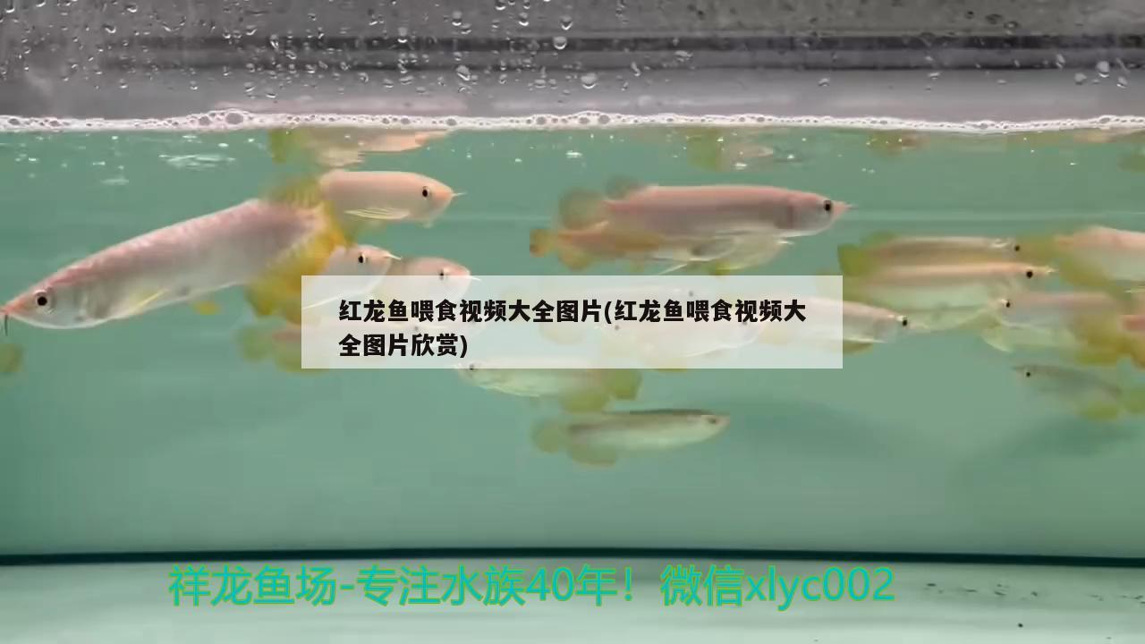 紅龍魚喂食視頻大全圖片(紅龍魚喂食視頻大全圖片欣賞) 造景/裝飾