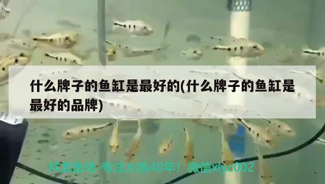 什么牌子的魚(yú)缸是最好的(什么牌子的魚(yú)缸是最好的品牌)