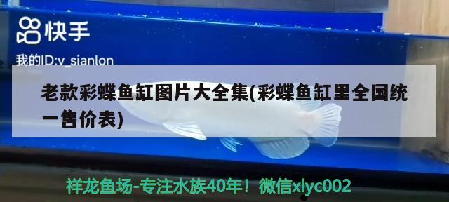 9月1記錄紅龍到家8天 豹紋夫魚苗 第2張