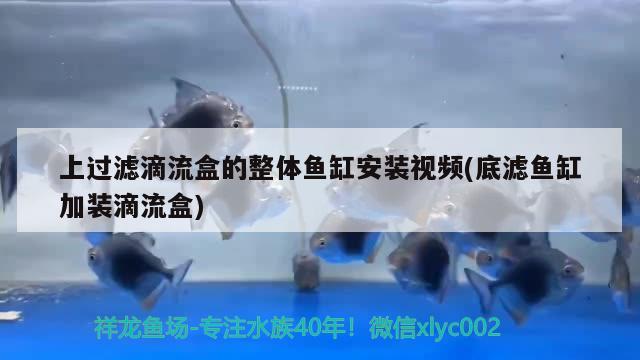 上過(guò)濾滴流盒的整體魚(yú)缸安裝視頻(底濾魚(yú)缸加裝滴流盒)