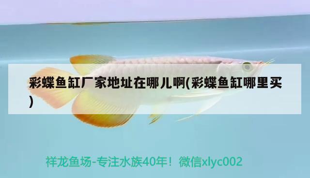 彩蝶魚缸廠家地址在哪兒啊(彩蝶魚缸哪里買)