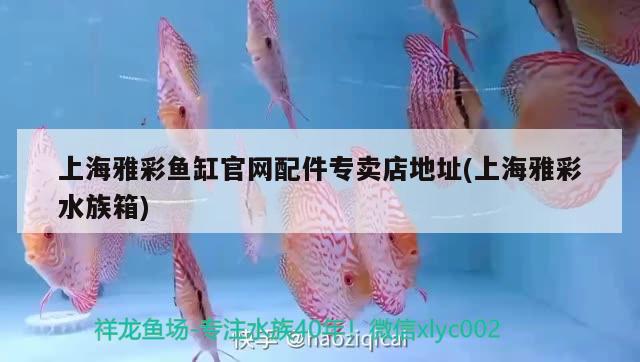 120升水的魚缸能養(yǎng)什么魚(120升水魚缸養(yǎng)多少條魚合適) 稀有紅龍品種 第1張