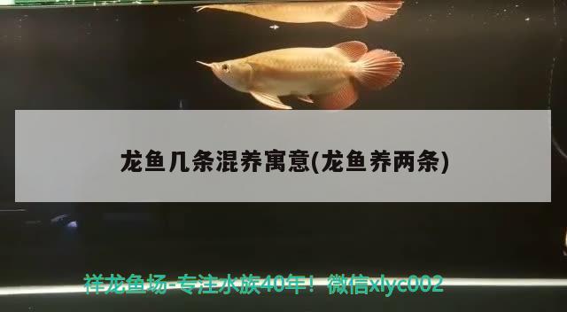 龍魚幾條混養(yǎng)寓意(龍魚養(yǎng)兩條)