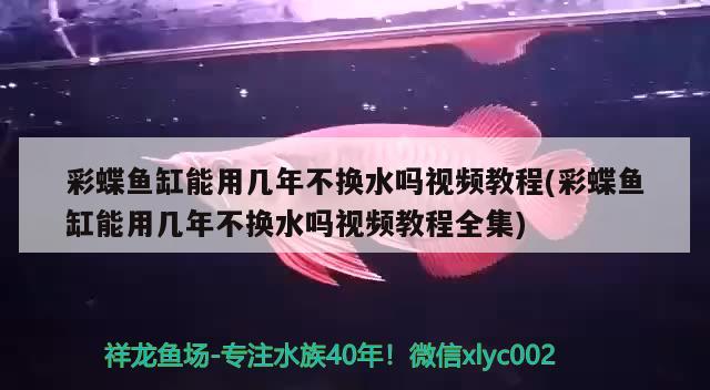 彩蝶魚缸能用幾年不換水嗎視頻教程(彩蝶魚缸能用幾年不換水嗎視頻教程全集) 孵化器