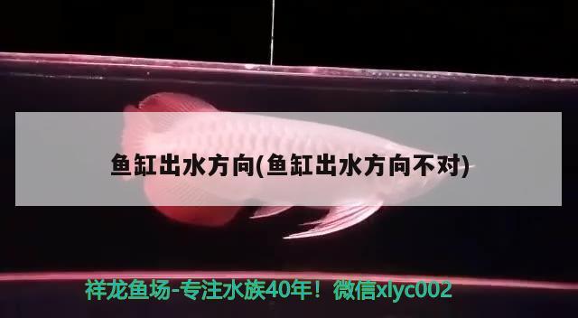 家里魚缸放在什么位置旺財(cái)放幾條（家里魚缸放在什么方位好） 翡翠鳳凰魚 第1張