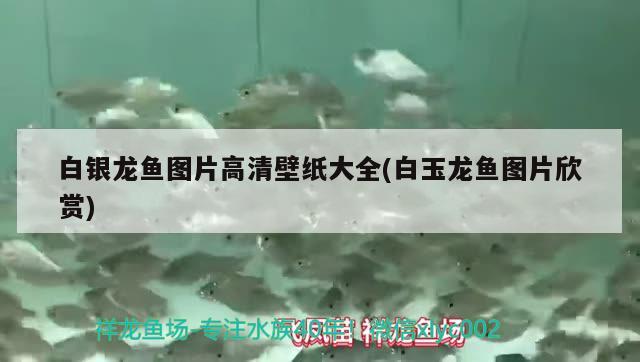 白銀龍魚圖片高清壁紙大全(白玉龍魚圖片欣賞) 銀龍魚