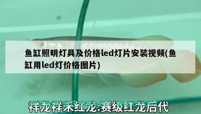 魚缸照明燈具及價格led燈片安裝視頻(魚缸用led燈價格圖片) 觀賞龜/鱉飼料