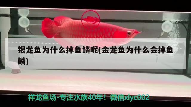 銀龍魚為什么掉魚鱗呢(金龍魚為什么會(huì)掉魚鱗)