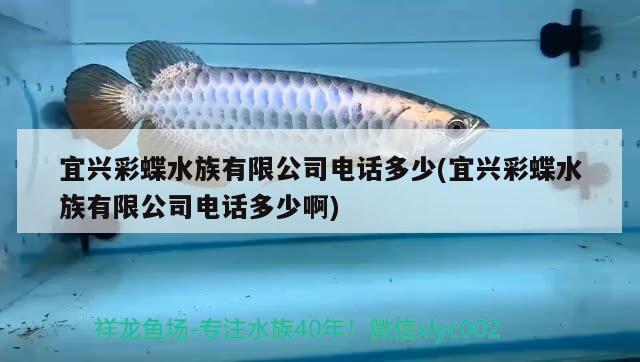 宜興彩蝶水族有限公司電話多少(宜興彩蝶水族有限公司電話多少啊) 眼斑魚