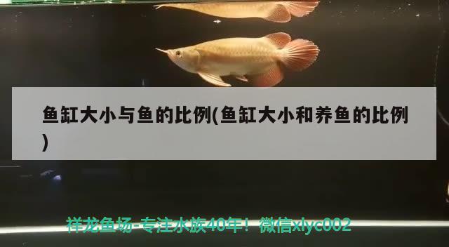 魚缸大小與魚的比例(魚缸大小和養(yǎng)魚的比例)