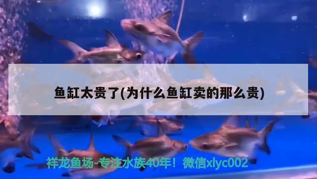 魚缸太貴了(為什么魚缸賣的那么貴) 狗仔招財(cái)貓魚