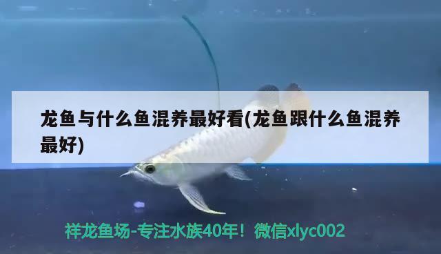 龍魚與什么魚混養(yǎng)最好看(龍魚跟什么魚混養(yǎng)最好) 白子黑帝王魟魚