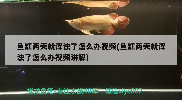 魚缸兩天就渾濁了怎么辦視頻(魚缸兩天就渾濁了怎么辦視頻講解) 虎紋銀版魚