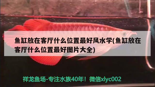 魚缸放在客廳什么位置最好風(fēng)水學(xué)(魚缸放在客廳什么位置最好圖片大全)