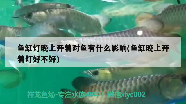 黃金虎魚圖片欣賞大全（黃金虎魚圖片大全圖片）