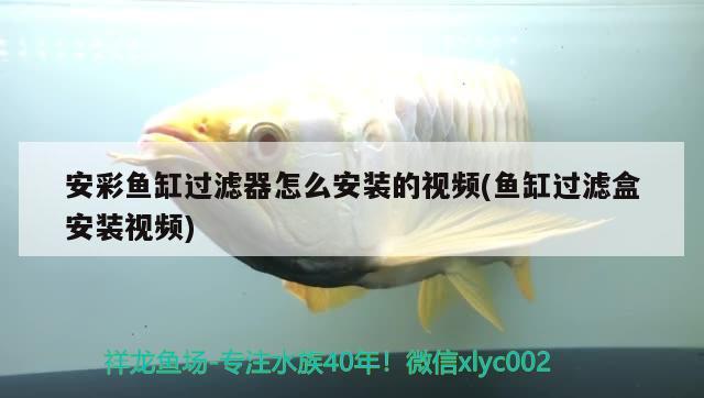 安彩魚缸過(guò)濾器怎么安裝的視頻(魚缸過(guò)濾盒安裝視頻) 馬拉莫寶石魚