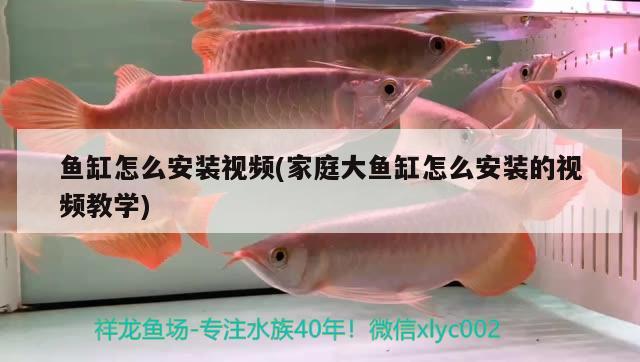 龍利魚的做法大全家常竅門（小龍利魚的做法大全家常竅門） 紅龍福龍魚 第2張