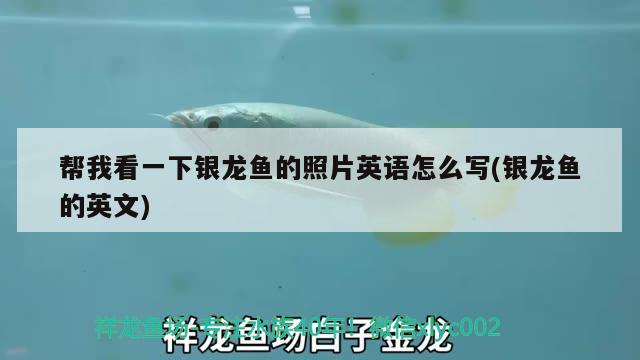 龍利魚的做法大全家常竅門（小龍利魚的做法大全家常竅門）