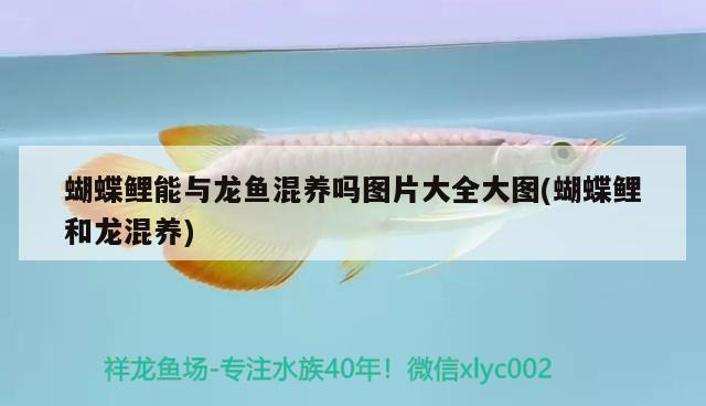 大白魚觀賞魚怎么養(yǎng)活？詳細指南與技巧，大白魚觀賞魚怎么養(yǎng)活詳細指南與技巧大白魚水質管理