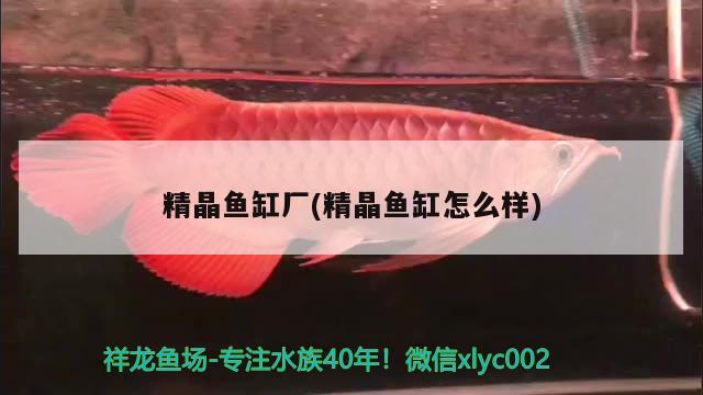 三明觀(guān)賞魚(yú)市場(chǎng)升級(jí)出售 觀(guān)賞魚(yú)市場(chǎng)（混養(yǎng)魚(yú)） 第3張