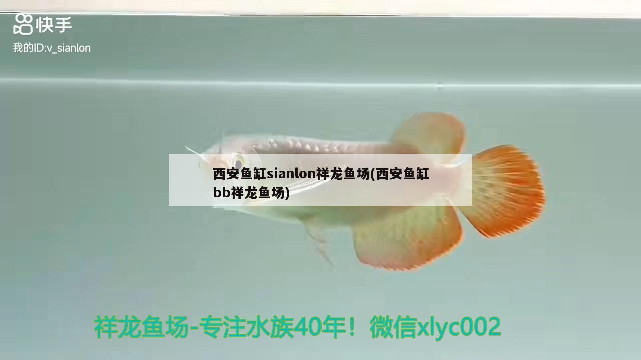 西安魚缸sianlon祥龍魚場(西安魚缸bb祥龍魚場)