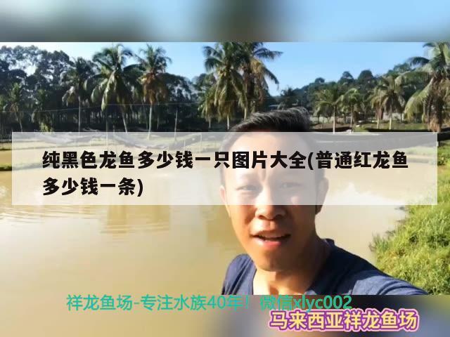 純黑色龍魚多少錢一只圖片大全(普通紅龍魚多少錢一條) 翡翠鳳凰魚