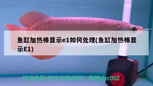 魚缸加熱棒顯示e1如何處理(魚缸加熱棒顯示E1) 黃金夢(mèng)幻雷龍魚