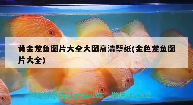 黃金龍魚圖片大全大圖高清壁紙(金色龍魚圖片大全)