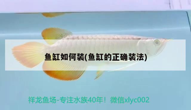 魚(yú)缸如何裝(魚(yú)缸的正確裝法)