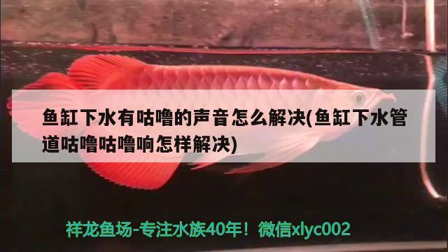 魚(yú)缸下水有咕嚕的聲音怎么解決(魚(yú)缸下水管道咕嚕咕嚕響怎樣解決) 祥龍金禾金龍魚(yú)