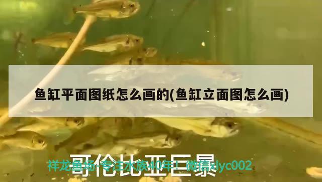 魚缸平面圖紙?jiān)趺串嫷?魚缸立面圖怎么畫)