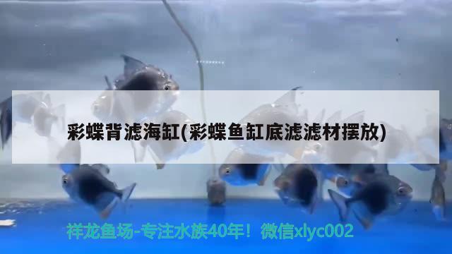 彩蝶背濾海缸(彩蝶魚缸底濾濾材擺放) 黃金河虎魚