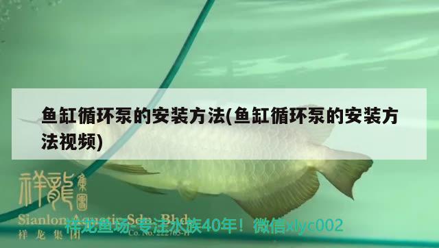 魚缸循環(huán)泵的安裝方法(魚缸循環(huán)泵的安裝方法視頻) 印尼紅龍魚