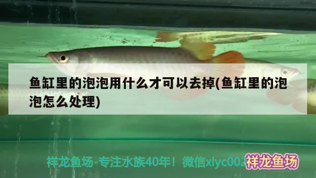 魚缸里的泡泡用什么才可以去掉(魚缸里的泡泡怎么處理) 祥龍傳奇品牌魚缸 第1張