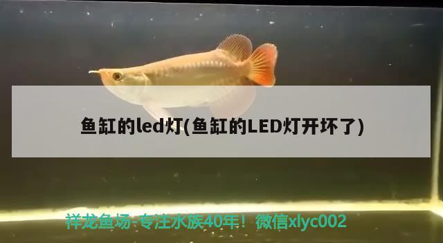 魚缸的led燈(魚缸的LED燈開壞了) 白子銀版魚苗