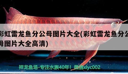 彩虹雷龍魚分公母圖片大全(彩虹雷龍魚分公母圖片大全高清)