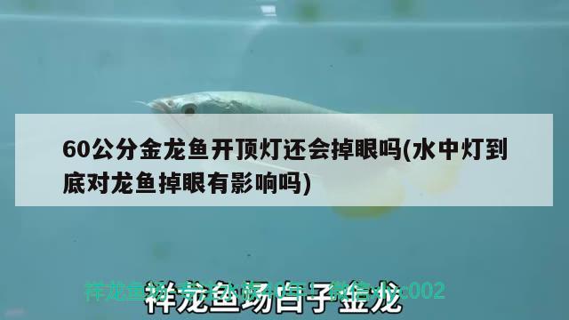 60公分金龍魚開頂燈還會掉眼嗎(水中燈到底對龍魚掉眼有影響嗎) 大日玉鯖魚