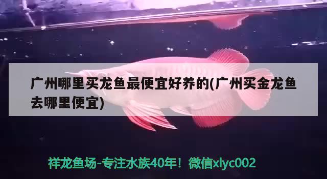 南充觀賞魚市場(chǎng)12米的魚缸每周加一桶水 觀賞魚市場(chǎng)（混養(yǎng)魚） 第2張