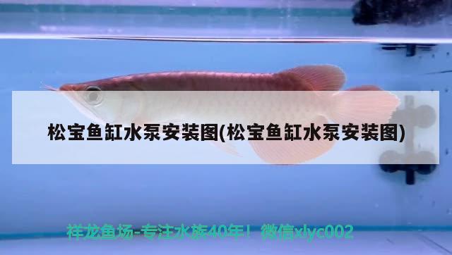 松寶魚缸水泵安裝圖(松寶魚缸水泵安裝圖) 魚缸水泵