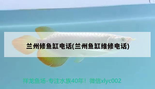 河南水族箱魚(yú)缸廠(魚(yú)缸水族箱廠家) 魚(yú)缸/水族箱