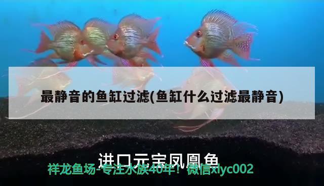 最靜音的魚缸過濾(魚缸什么過濾最靜音) 水族雜談