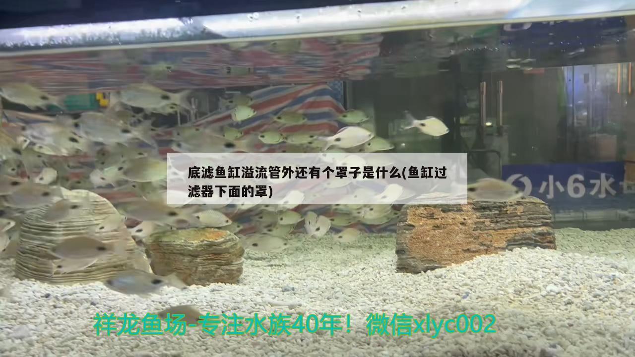 底濾魚缸溢流管外還有個罩子是什么(魚缸過濾器下面的罩)