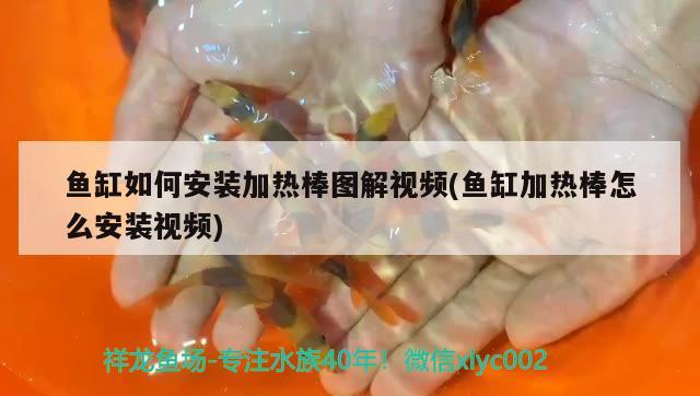 魚缸如何安裝加熱棒圖解視頻(魚缸加熱棒怎么安裝視頻) 龍鳳鯉魚