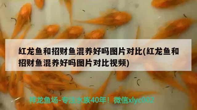 紅龍魚和招財魚混養(yǎng)好嗎圖片對比(紅龍魚和招財魚混養(yǎng)好嗎圖片對比視頻)