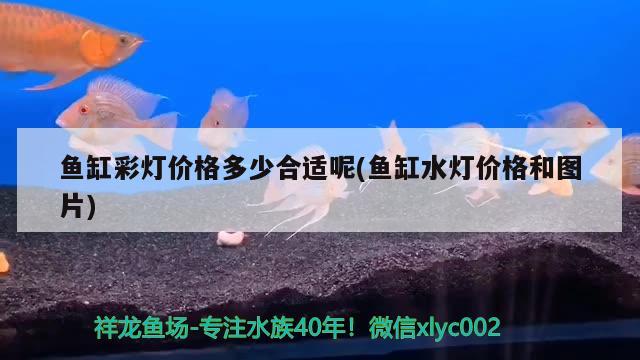 魚缸里放入硝化細(xì)菌后變渾濁了為什么（魚缸里放入硝化細(xì)菌后變渾濁了為什么呢） 硝化細(xì)菌 第2張