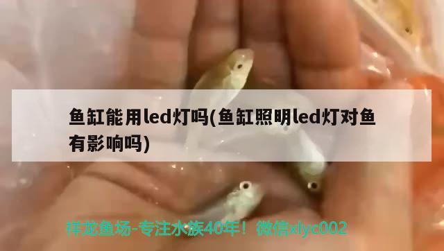 魚缸能用led燈嗎(魚缸照明led燈對(duì)魚有影響嗎) 狗頭魚